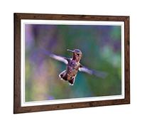 Big Box Art Framed Print of Flying Hummingbird Bird (3) Design | Wall Art Picture | Home Decor for Kitchen, Living, Dining Room, Bedroom, Hallway, Office, Walnut, A2 / 24.5x18 Inch / 62x45cm