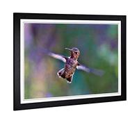 Big Box Art Framed Print of Flying Hummingbird Bird (3) Design | Wall Art Picture | Home Decor for Kitchen, Living, Dining Room, Bedroom, Hallway, Office, Black, A2 / 24.5x18 Inch / 62x45cm