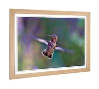 Big Box Art Framed Print of Flying Hummingbird Bird (3) Design | Wall Art Picture | Home Decor for Kitchen, Living, Dining Room, Bedroom, Hallway, Office, Oak, A2 / 24.5x18 Inch / 62x45cm