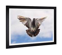 Big Box Art Framed Print of Flying Pigeon Bird Design | Wall Art Picture | Home Decor for Kitchen, Living, Dining Room, Lounge, Bedroom, Hallway, Office, Black, A2 / 24.5x18 Inch / 62x45cm