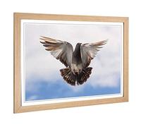 Big Box Art Framed Print of Flying Pigeon Bird Design | Wall Art Picture | Home Decor for Kitchen, Living, Dining Room, Lounge, Bedroom, Hallway, Office, Oak, A2 / 24.5x18 Inch / 62x45cm