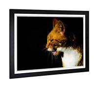 Big Box Art Framed Print of Ginger Cat Design | Wall Art Picture | Home Decor for Kitchen, Living, Dining Room, Lounge, Bedroom, Hallway, Office, Black, A2 / 24.5x18 Inch / 62x45cm