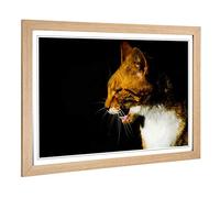Big Box Art Framed Print of Ginger Cat Design | Wall Art Picture | Home Decor for Kitchen, Living, Dining Room, Lounge, Bedroom, Hallway, Office, Oak, A2 / 24.5x18 Inch / 62x45cm
