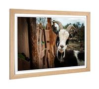 Big Box Art Framed Print of Goat 3 Design | Wall Art Picture | Home Decor for Kitchen, Living, Dining Room, Lounge, Bedroom, Hallway, Office, Oak, A2 / 24.5x18 Inch / 62x45cm