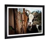 Big Box Art Framed Print of Goat 3 Design | Wall Art Picture | Home Decor for Kitchen, Living, Dining Room, Lounge, Bedroom, Hallway, Office, Black, A2 / 24.5x18 Inch / 62x45cm