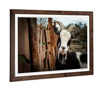 Big Box Art Framed Print of Goat 3 Design | Wall Art Picture | Home Decor for Kitchen, Living, Dining Room, Lounge, Bedroom, Hallway, Office, Walnut, A2 / 24.5x18 Inch / 62x45cm