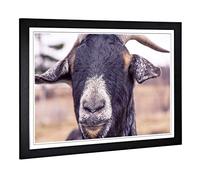 Big Box Art Framed Print of Goat 6 Design | Wall Art Picture | Home Decor for Kitchen, Living, Dining Room, Lounge, Bedroom, Hallway, Office, Black, A2 / 24.5x18 Inch / 62x45cm