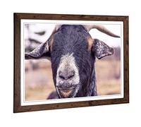Big Box Art Framed Print of Goat 6 Design | Wall Art Picture | Home Decor for Kitchen, Living, Dining Room, Lounge, Bedroom, Hallway, Office, Walnut, A2 / 24.5x18 Inch / 62x45cm