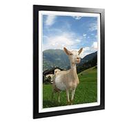 Big Box Art Framed Print of Goat in Austria Mountain Landscape Design | Wall Art Picture | Home Decor for Kitchen, Living Room, Bedroom, Hallway, Black, A2 / 24.5x18 Inch / 62x45cm