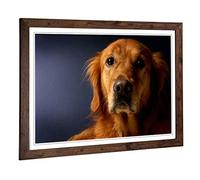 Big Box Art Framed Print of Golden Retriever Dog 2 Design | Wall Art Picture | Home Decor for Kitchen, Living, Dining Room, Lounge, Bedroom, Hallway, Office, Walnut, A2 / 24.5x18 Inch / 62x45cm