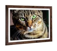 Big Box Art Framed Print of Green Eyed Cat (2) Design | Wall Art Picture | Home Decor for Kitchen, Living, Dining Room, Lounge, Bedroom, Hallway, Office, Walnut, A2 / 24.5x18 Inch / 62x45cm