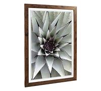 Big Box Art Framed Print of Green Succulent Cactus Design | Wall Art Picture | Home Decor for Kitchen, Living, Dining Room, Lounge, Bedroom, Hallway, Office, Walnut, A2 / 24.5x18 Inch / 62x45cm