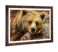 Big Box Art Framed Print of Grizzly Brown Bear Design | Wall Art Picture | Home Decor for Kitchen, Living, Dining Room, Lounge, Bedroom, Hallway, Office, Walnut, A2 / 24.5x18 Inch / 62x45cm