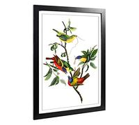 Big Box Art Framed Print of John James Audubon Painted Finch Design | Wall Art Picture | Home Decor for Kitchen, Living Room, Bedroom, Hallway, Black, A2 / 24.5x18 Inch / 62x45cm