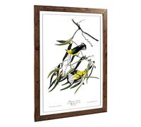 Big Box Art Framed Print of John James Audubon Prothonotary Warbler Design | Wall Art Picture | Home Decor for Kitchen, Living Room, Bedroom, Hallway, Walnut, A2 / 24.5x18 Inch / 62x45cm