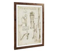 Big Box Art Framed Print of Leonardo Da Vinci Anatomy 7 Design | Wall Art Picture | Home Decor for Kitchen, Living, Dining Room, Bedroom, Hallway, Office, Walnut, A2 / 24.5x18 Inch / 62x45cm
