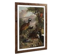 Big Box Art Framed Print of Melchior d'Hondecoeter Birds 2 Design | Wall Art Picture | Home Decor for Kitchen, Living, Dining Room, Bedroom, Hallway, Office, Walnut, A2 / 24.5x18 Inch / 62x45cm