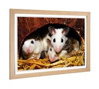 Big Box Art Framed Print of Mouse Hole Design | Wall Art Picture | Home Decor for Kitchen, Living, Dining Room, Lounge, Bedroom, Hallway, Office, Oak, A2 / 24.5x18 Inch / 62x45cm