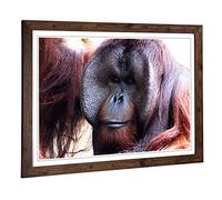 Big Box Art Framed Print of Orangutan Monkey (2) Design | Wall Art Picture | Home Decor for Kitchen, Living, Dining Room, Lounge, Bedroom, Hallway, Office, Walnut, A2 / 24.5x18 Inch / 62x45cm