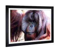 Big Box Art Framed Print of Orangutan Monkey (2) Design | Wall Art Picture | Home Decor for Kitchen, Living, Dining Room, Lounge, Bedroom, Hallway, Office, Black, A2 / 24.5x18 Inch / 62x45cm