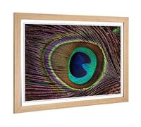 Big Box Art Framed Print of Peacock Feather Design | Wall Art Picture | Home Decor for Kitchen, Living, Dining Room, Lounge, Bedroom, Hallway, Office, Oak, A2 / 24.5x18 Inch / 62x45cm