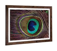 Big Box Art Framed Print of Peacock Feather Design | Wall Art Picture | Home Decor for Kitchen, Living, Dining Room, Lounge, Bedroom, Hallway, Office, Walnut, A2 / 24.5x18 Inch / 62x45cm