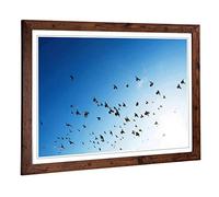 Big Box Art Framed Print of Pigeons Birds Flying Design | Wall Art Picture | Home Decor for Kitchen, Living, Dining Room, Lounge, Bedroom, Hallway, Office, Walnut, A2 / 24.5x18 Inch / 62x45cm