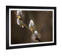 Big Box Art Framed Print of Pussy Willow Tree Design | Wall Art Picture | Home Decor for Kitchen, Living, Dining Room, Lounge, Bedroom, Hallway, Office, Black, A2 / 24.5x18 Inch / 62x45cm