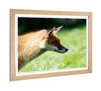 Big Box Art Framed Print of Red Fox (1) Design | Wall Art Picture | Home Decor for Kitchen, Living, Dining Room, Lounge, Bedroom, Hallway, Office, Oak, A2 / 24.5x18 Inch / 62x45cm
