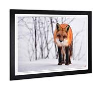 Big Box Art Framed Print of Red Fox in Winter Forest (1) Design | Wall Art Picture | Home Decor for Kitchen, Living, Dining Room, Bedroom, Hallway, Office, Black, A2 / 24.5x18 Inch / 62x45cm