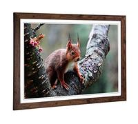 Big Box Art Framed Print of Red Squirrel 2 Design | Wall Art Picture | Home Decor for Kitchen, Living, Dining Room, Lounge, Bedroom, Hallway, Office, Walnut, A2 / 24.5x18 Inch / 62x45cm