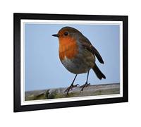Big Box Art Framed Print of Robin Bird (2) Design | Wall Art Picture | Home Decor for Kitchen, Living, Dining Room, Lounge, Bedroom, Hallway, Office, Black, A2 / 24.5x18 Inch / 62x45cm