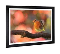 Big Box Art Framed Print of Robin Bird Blurred Background Design | Wall Art Picture | Home Decor for Kitchen, Living, Dining Room, Bedroom, Hallway, Office, Black, A2 / 24.5x18 Inch / 62x45cm