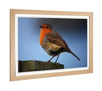 Big Box Art Framed Print of Robin Bird Design | Wall Art Picture | Home Decor for Kitchen, Living, Dining Room, Lounge, Bedroom, Hallway, Office, Oak, A2 / 24.5x18 Inch / 62x45cm