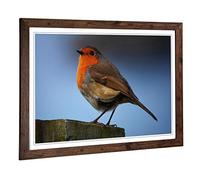 Big Box Art Framed Print of Robin Bird Design | Wall Art Picture | Home Decor for Kitchen, Living, Dining Room, Lounge, Bedroom, Hallway, Office, Walnut, A2 / 24.5x18 Inch / 62x45cm