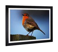 Big Box Art Framed Print of Robin Bird Design | Wall Art Picture | Home Decor for Kitchen, Living, Dining Room, Lounge, Bedroom, Hallway, Office, Black, A2 / 24.5x18 Inch / 62x45cm