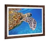 Big Box Art Framed Print of Sea Turtle (2) Design | Wall Art Picture | Home Decor for Kitchen, Living, Dining Room, Lounge, Bedroom, Hallway, Office, Walnut, A2 / 24.5x18 Inch / 62x45cm