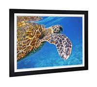 Big Box Art Framed Print of Sea Turtle (2) Design | Wall Art Picture | Home Decor for Kitchen, Living, Dining Room, Lounge, Bedroom, Hallway, Office, Black, A2 / 24.5x18 Inch / 62x45cm