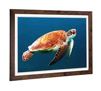 Big Box Art Framed Print of Sea Turtle 3 Design | Wall Art Picture | Home Decor for Kitchen, Living, Dining Room, Lounge, Bedroom, Hallway, Office, Walnut, A2 / 24.5x18 Inch / 62x45cm
