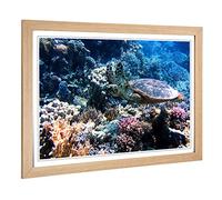 Big Box Art Framed Print of Sea Turtle Coral Reef Design | Wall Art Picture | Home Decor for Kitchen, Living, Dining Room, Lounge, Bedroom, Hallway, Office, Oak, A2 / 24.5x18 Inch / 62x45cm