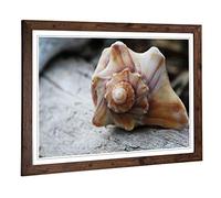Big Box Art Framed Print of Shell Seashell (1) Design | Wall Art Picture | Home Decor for Kitchen, Living, Dining Room, Lounge, Bedroom, Hallway, Office, Walnut, A2 / 24.5x18 Inch / 62x45cm