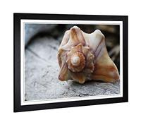 Big Box Art Framed Print of Shell Seashell (1) Design | Wall Art Picture | Home Decor for Kitchen, Living, Dining Room, Lounge, Bedroom, Hallway, Office, Black, A2 / 24.5x18 Inch / 62x45cm