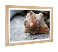 Big Box Art Framed Print of Shell Seashell (1) Design | Wall Art Picture | Home Decor for Kitchen, Living, Dining Room, Lounge, Bedroom, Hallway, Office, Oak, A2 / 24.5x18 Inch / 62x45cm
