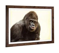 Big Box Art Framed Print of Silverback Gorilla (3) Design | Wall Art Picture | Home Decor for Kitchen, Living, Dining Room, Lounge, Bedroom, Hallway, Office, Walnut, A2 / 24.5x18 Inch / 62x45cm
