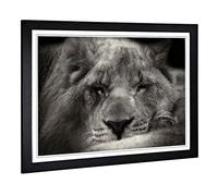 Big Box Art Framed Print of Sleeping Lion Design | Wall Art Picture | Home Decor for Kitchen, Living, Dining Room, Lounge, Bedroom, Hallway, Office, Black, A2 / 24.5x18 Inch / 62x45cm