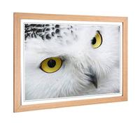 Big Box Art Framed Print of Snowy Owl Eyes Design | Wall Art Picture | Home Decor for Kitchen, Living, Dining Room, Lounge, Bedroom, Hallway, Office, Oak, A2 / 24.5x18 Inch / 62x45cm