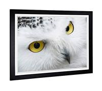 Big Box Art Framed Print of Snowy Owl Eyes Design | Wall Art Picture | Home Decor for Kitchen, Living, Dining Room, Lounge, Bedroom, Hallway, Office, Black, A2 / 24.5x18 Inch / 62x45cm