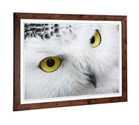 Big Box Art Framed Print of Snowy Owl Eyes Design | Wall Art Picture | Home Decor for Kitchen, Living, Dining Room, Lounge, Bedroom, Hallway, Office, Walnut, A2 / 24.5x18 Inch / 62x45cm