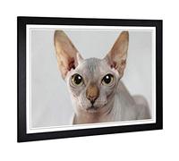 Big Box Art Framed Print of Sphynx Cat Design | Wall Art Picture | Home Decor for Kitchen, Living, Dining Room, Lounge, Bedroom, Hallway, Office, Black, A2 / 24.5x18 Inch / 62x45cm
