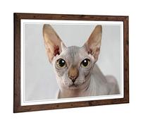 Big Box Art Framed Print of Sphynx Cat Design | Wall Art Picture | Home Decor for Kitchen, Living, Dining Room, Lounge, Bedroom, Hallway, Office, Walnut, A2 / 24.5x18 Inch / 62x45cm
